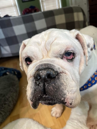 Meet | Bulldog Rescue Network